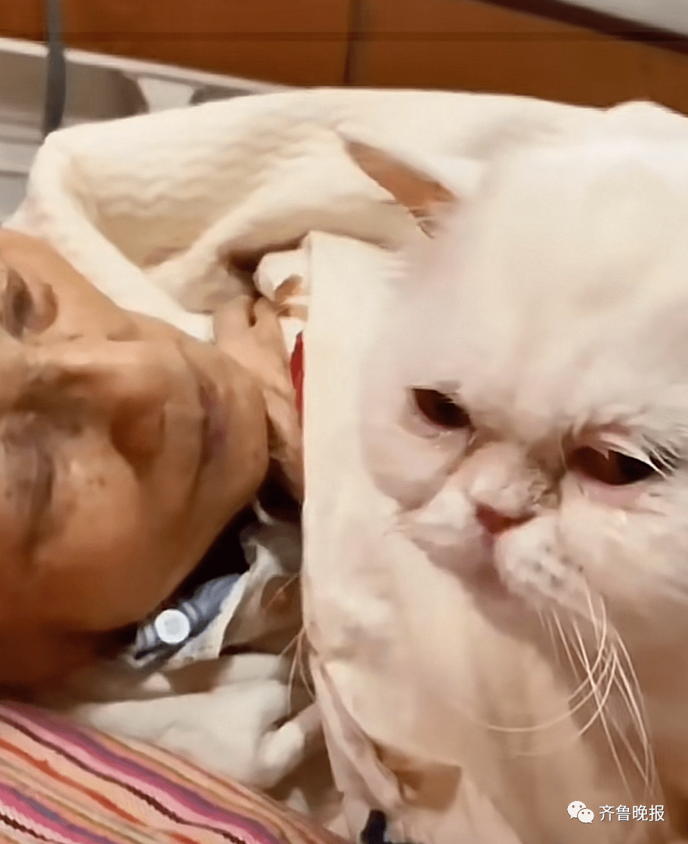 主人猫咪同日离世听到主人和猫咪在同一天离世的消息，我感到非常难过和沉痛。这是一种无法言喻的悲痛，让人感到深深的哀思和悼念。